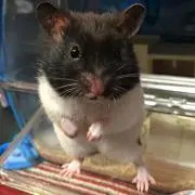 パン