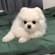 はやし