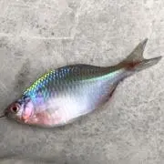ヘリテイジの画像