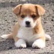 タムタム