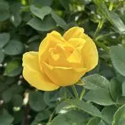 yellowの画像