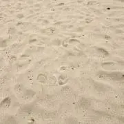 こっこの画像