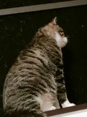 猫太郎の画像