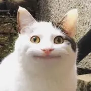 toto