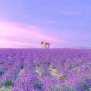 あん★断捨離中★の画像