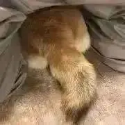 フナの画像