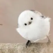 ハニ