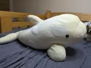 こぱんの画像