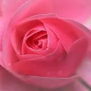 ｎｅｍｏの画像