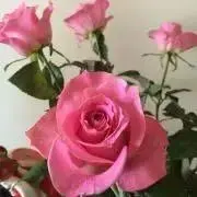 ともちの画像