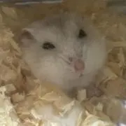 プレーリーの画像