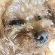 yuto0112の画像