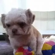 ブーちゃん