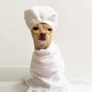 Pikoの画像