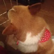 ゆきんこの画像