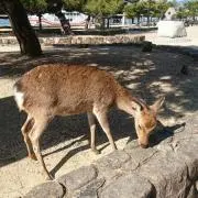 しろしか　★断捨離中★