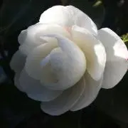 うりうり