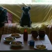 シュナ大好き
