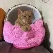 むぎこの画像
