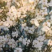 ヒロッチ