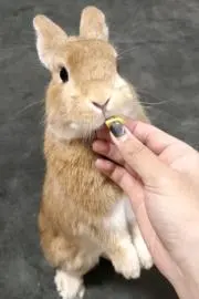 nikuの画像