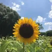 ひまわり