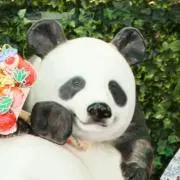 パンダ ぱんだ