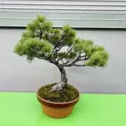 CUTの画像