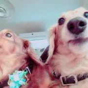 ふく