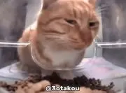 しば