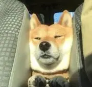 シバの画像
