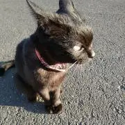 クロたん