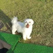 Nao