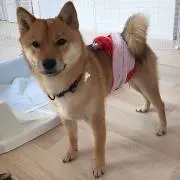 ちゃー