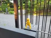 カミラの画像