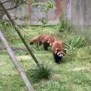 レッサーパンダの画像