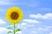 sunflowerの画像