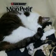 ヘルプっちの画像