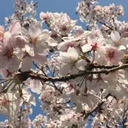ちまき