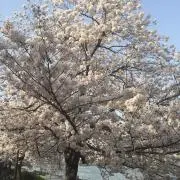 karuizawaの画像