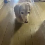 micの画像
