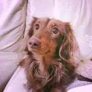 ちょこの画像