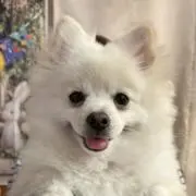 ちまの画像