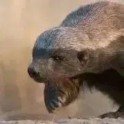 INFIDELの画像