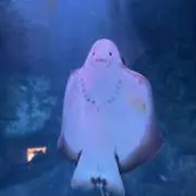 ニコニコ酒井の画像