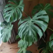 引取り限定】木製アイアン脚ドレッサー・鏡台と椅子 - メルカリ