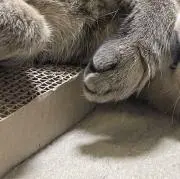ねこ