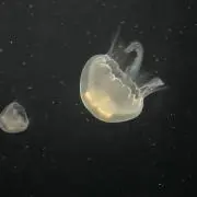 ツゥイの画像