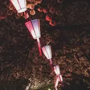 かぼちゃの画像