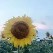 あーやんの画像